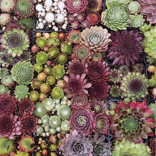 Succulents