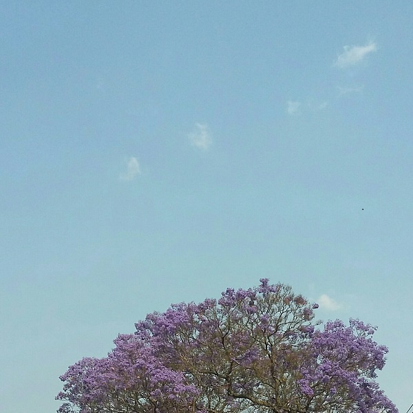 jacaranda-1-oct-2016