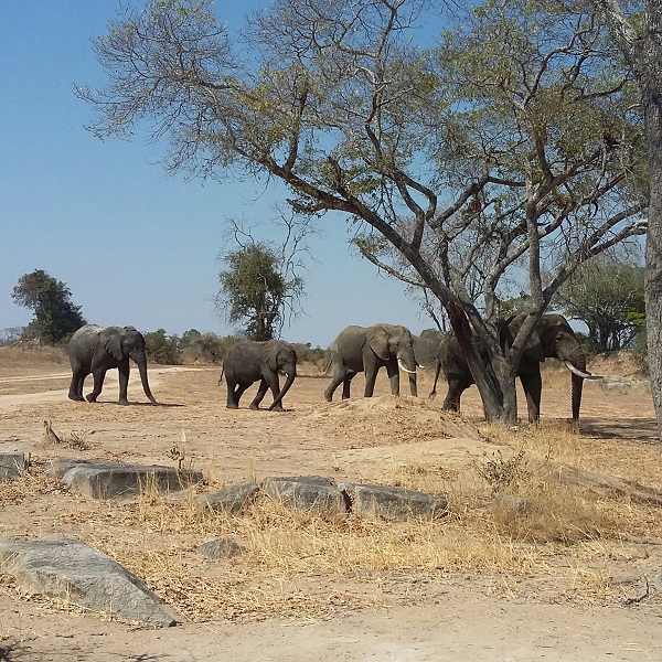 vimfromzim-imire-elephants
