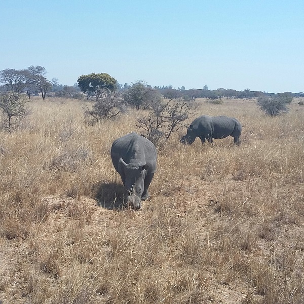 vimfromzim-imire-white-rhinos